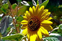 夏の終わりに　IMGP0734zz