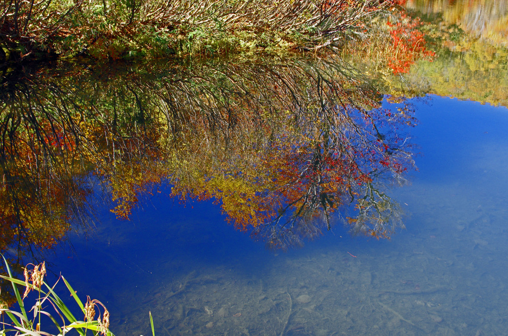 紅葉 Reflection　_IGP9901z