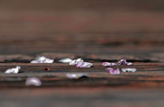 桜の花びら　IMGP4550zz