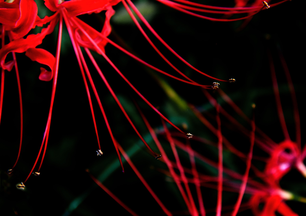 赤い蕊　P1720107zz
