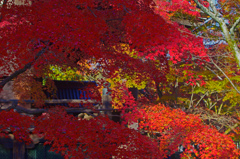 天蓋の紅　IMG9151zz