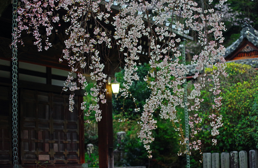 地福寺の枝垂桜　IMGP1124zz