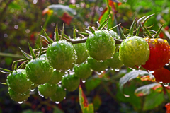 夜半の雨Ⅱ　P1010623zz