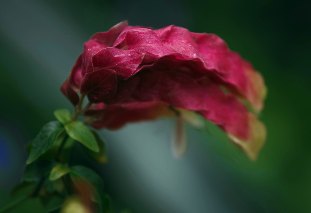 赤いうねり　IMGP3888zz