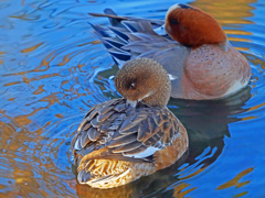 羽繕い　P1080783_1zz 