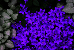 南国の青い花　IMGP0872zz