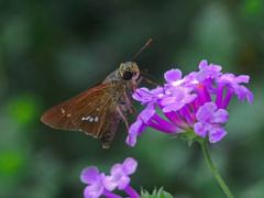 花とセセリチョウ　P1390745zz
