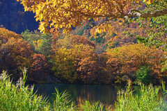 丸池 秋模様　IMGP4794zz