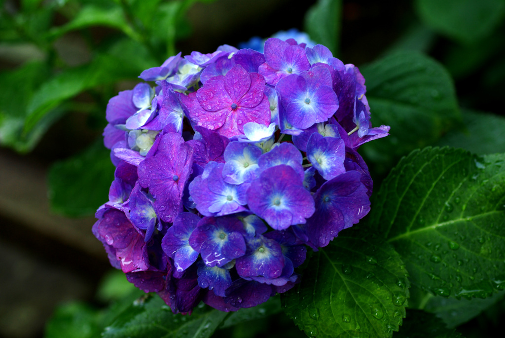 雨に咲く花(青)　IMGP6594zz