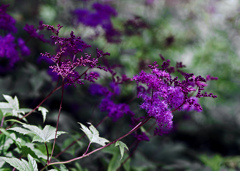 木洩れ日に咲く花　IMG8406z