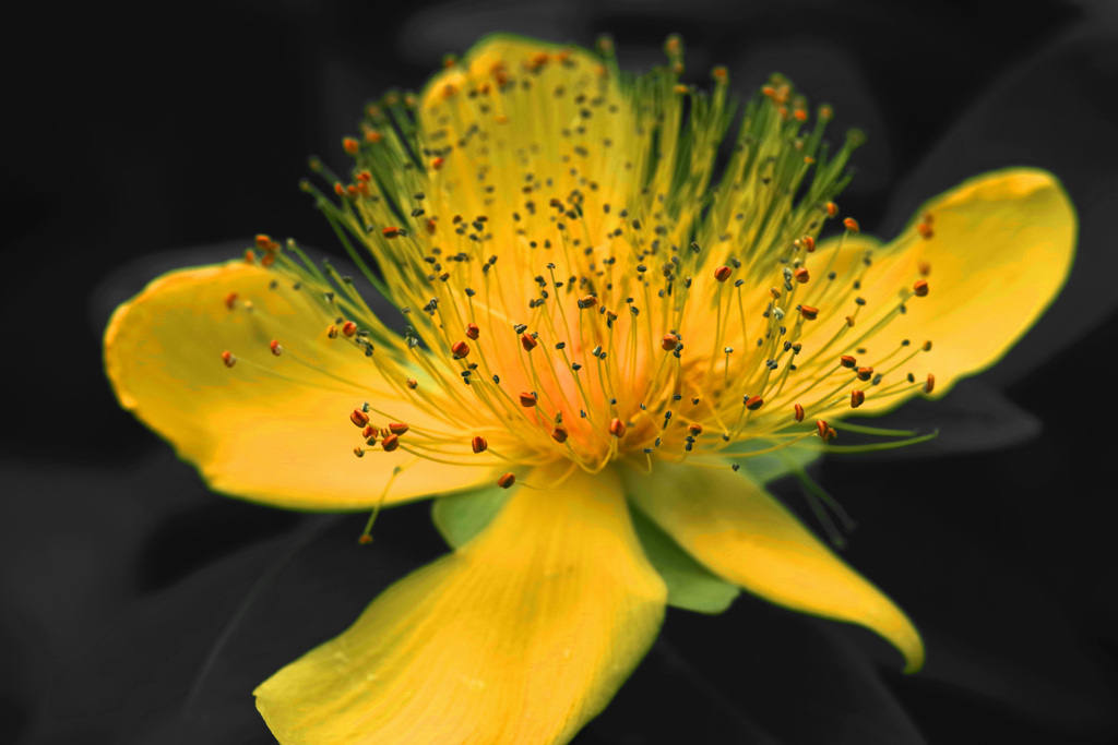 蕊の美 美容柳　IMGP7506zz