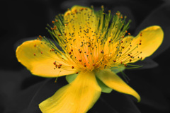 蕊の美 美容柳　IMGP7506zz