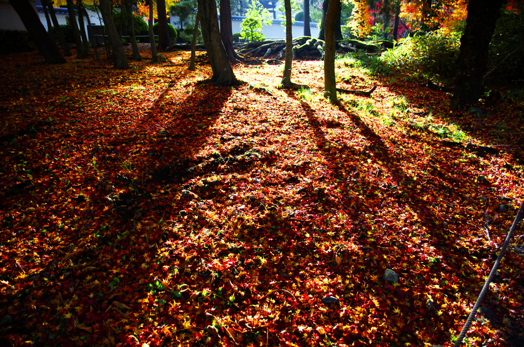 敷き紅葉　_IGP8555zz