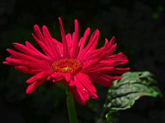 赤いガーベラP1690299zz
