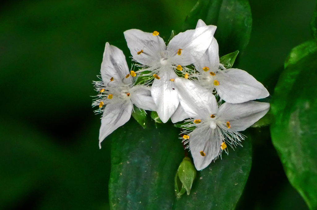 白花露草　P1180222zz