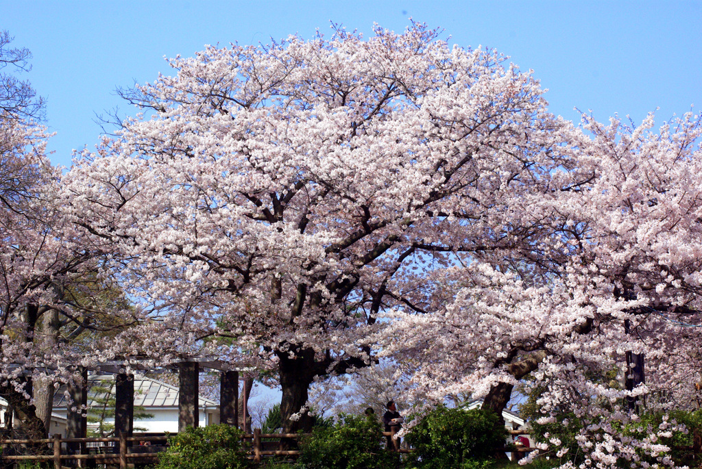 咲きました 満開です　IMGP8800z