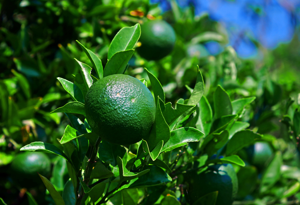 青い果実　P1220666zz