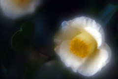 白く嫋やかな花Ⅱ　IMGP8568zz
