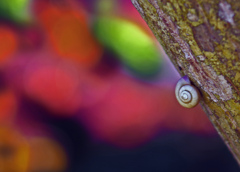 蝸牛と紅葉　IMGP0962z