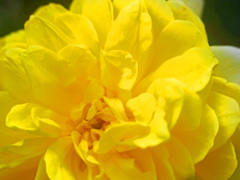 黄色い薔薇　P1220286zz