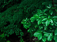 三種の若葉　P1530798zz