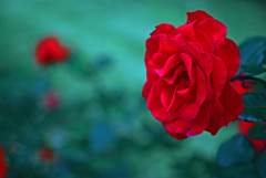 深紅の薔薇　IMGP9665zz