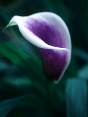 紫のカラー　P1310991zz
