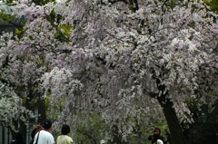 神宮の枝垂桜　IMG2810zz