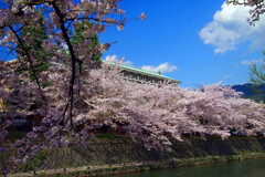 古都の桜 疎水沿い　IMGP9684zz