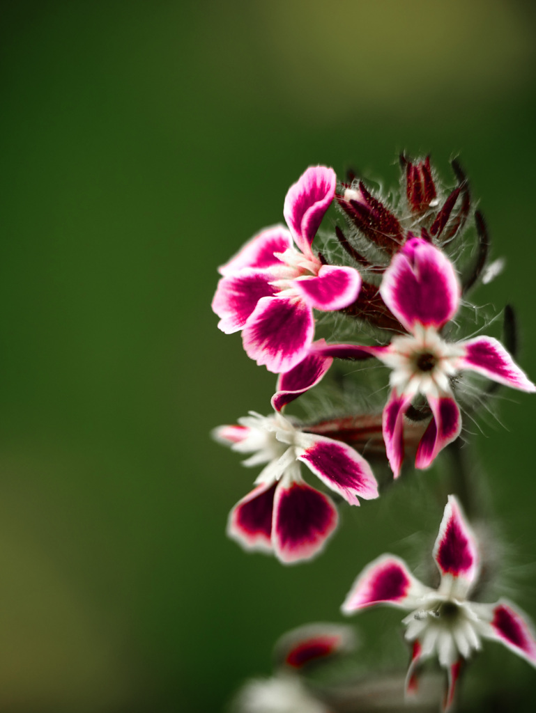 マンテマの花　P1220631zz