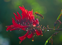 朝日を浴びて　P1650758zz