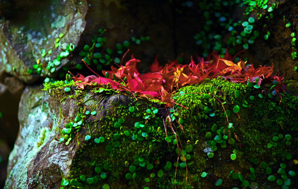 ちりもみじ　IMGP1662zz