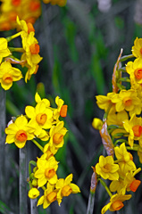 黄水仙　IMG0447zz