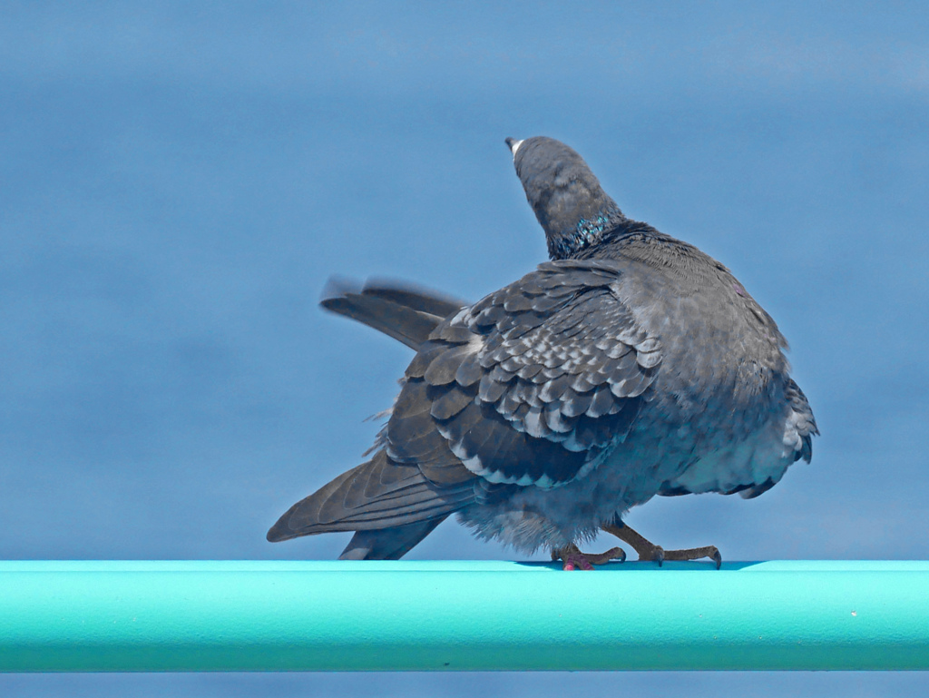 見返り美人？　P1200446z