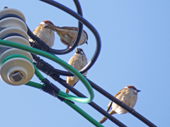 電線スズメ　P1190649zz