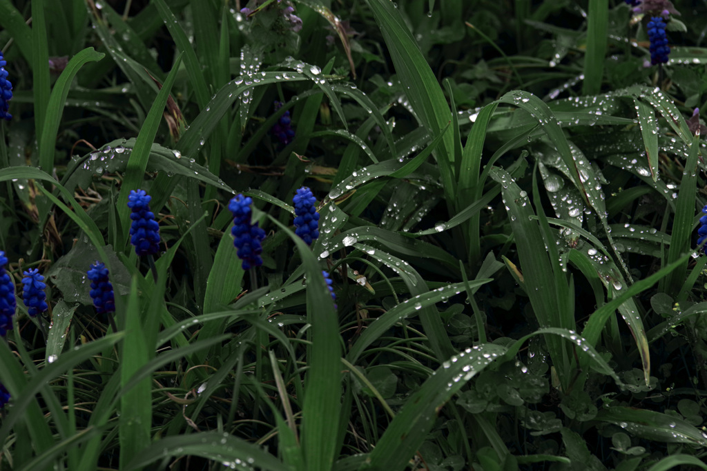 雨が止みました　IMGP2324zz