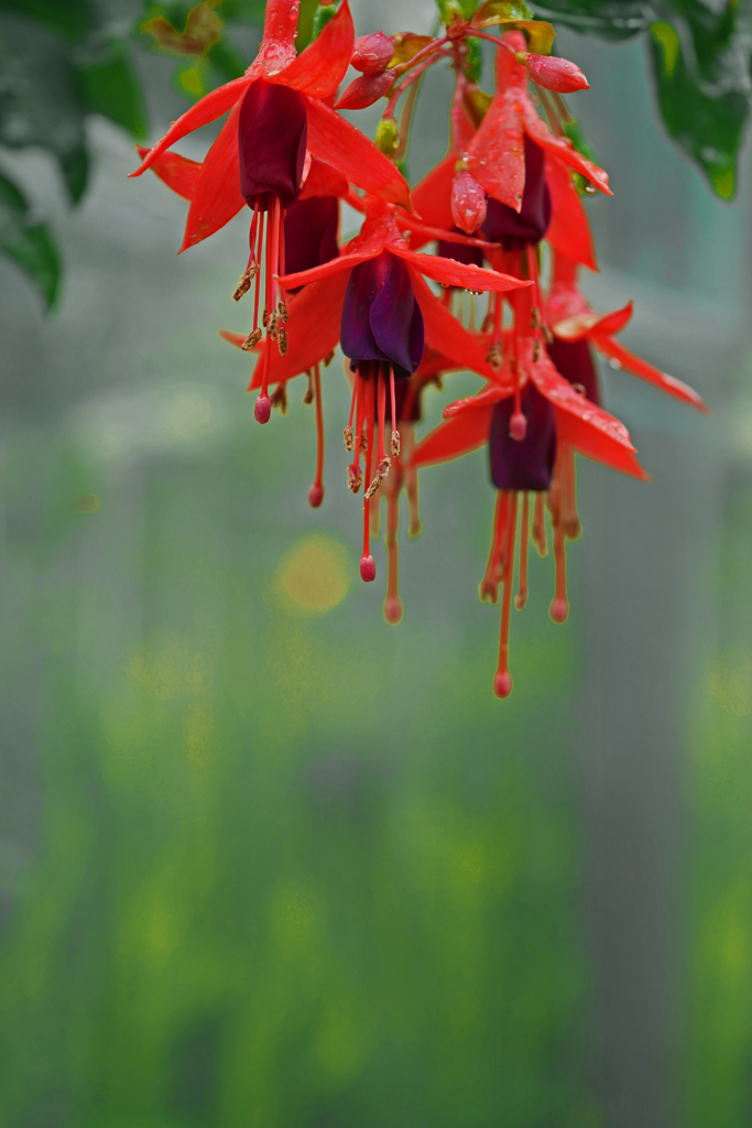 フクシアハイブリダ　P1190367zz