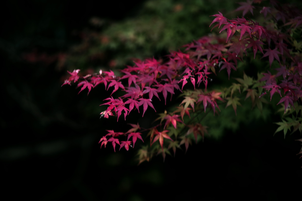 名残の紅葉　IMGP9938zz