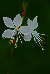 二輪の花　P1630923zz