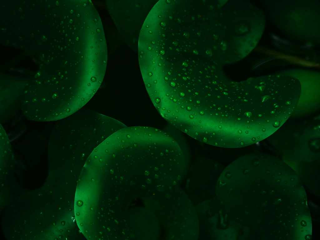 緑のベルベット　P1630940zz