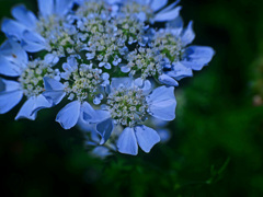 ガクアジサイに似た花　P1240870zz
