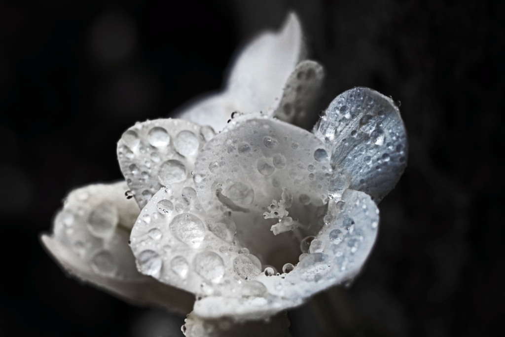 白く濡れた花びら　IMGP5539zz