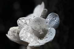 白く濡れた花びら　IMGP5539zz