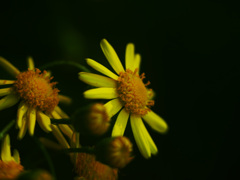 黄色い花　P1200042zz