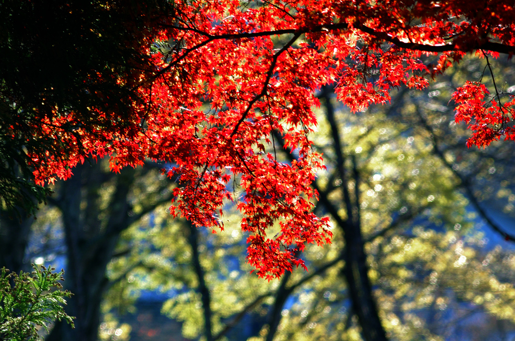 師走の紅葉狩り　IMGP4150zz