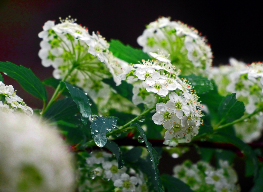 雨に咲く花 コデマリⅡ　P1140875zz