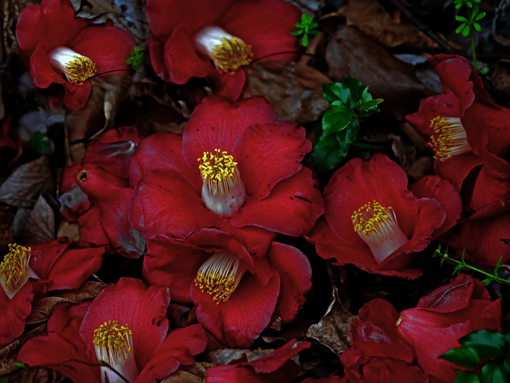 淋しき藪に落椿　P1110191zz