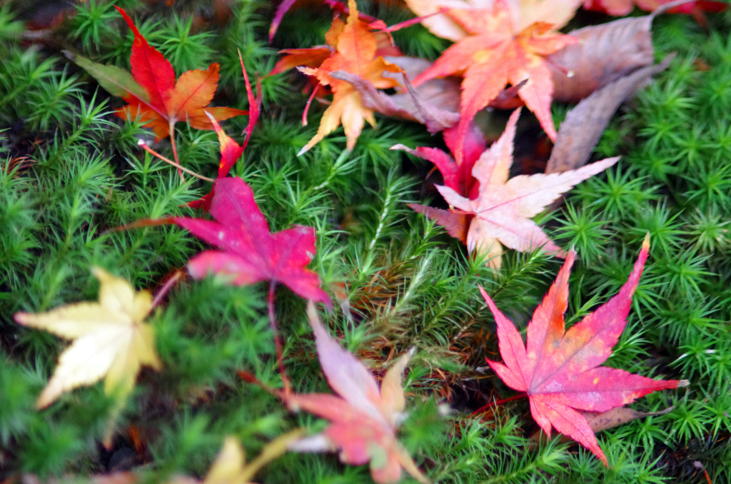 散紅葉　IMGP1675ZZ