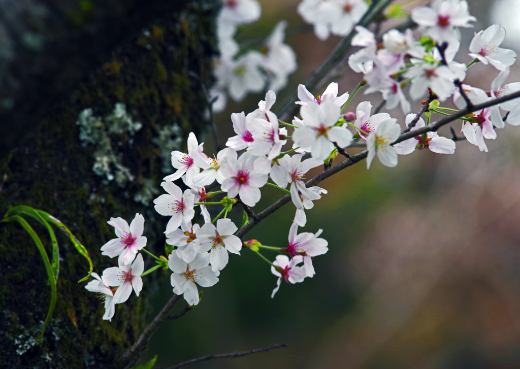 SAKURA   IMGP0809zz
