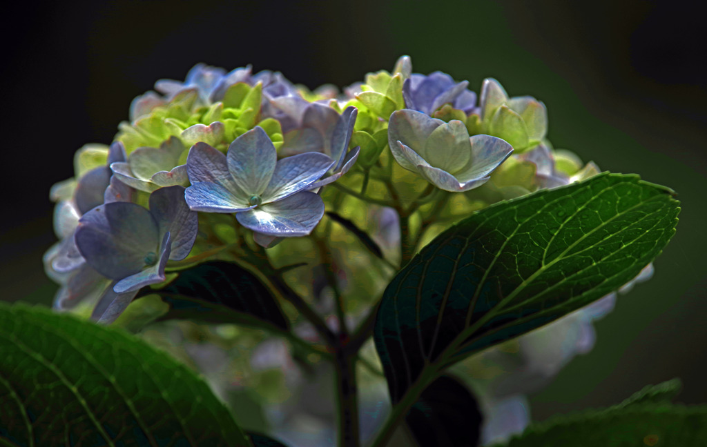 見上げる花　IMGP7973zz